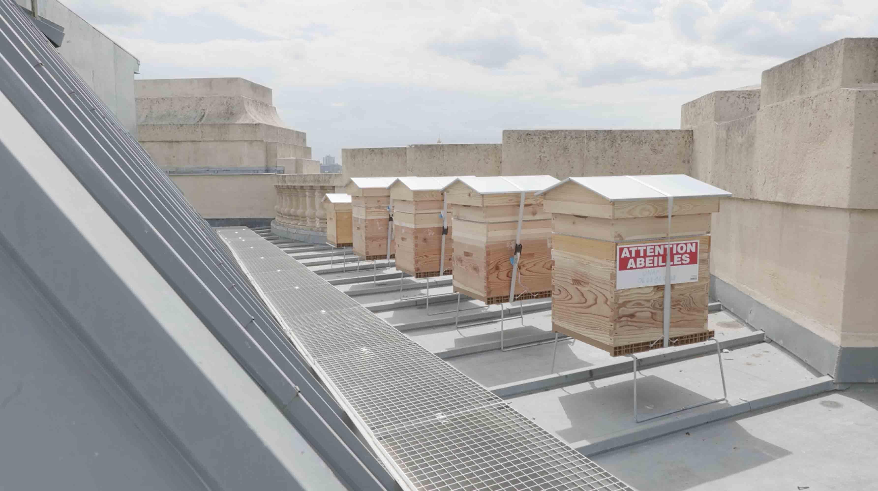 Les ruches sur le toit du Grand Palais