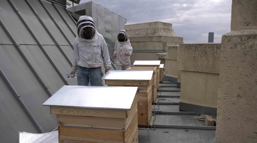 Apiculteurs sur le toit du Grand Palais